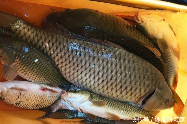 制饵|老钓手分享自己用了几年的酒米配方,每次野钓都能钓个十几斤