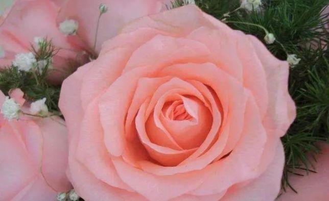 花型|喜欢玫瑰,首选此款“精品玫瑰”倾城之念,花型丰满,富贵华美