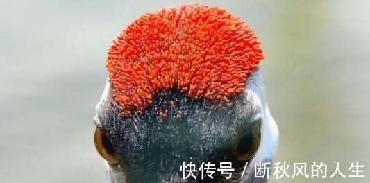 腺苷三磷酸$武侠小说里的顶尖毒药鹤顶红,有解药吗,其实是红信石