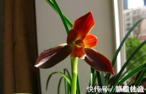 被誉为“国兰第一红”的红河红，花型正格，一杆双花，养护简单