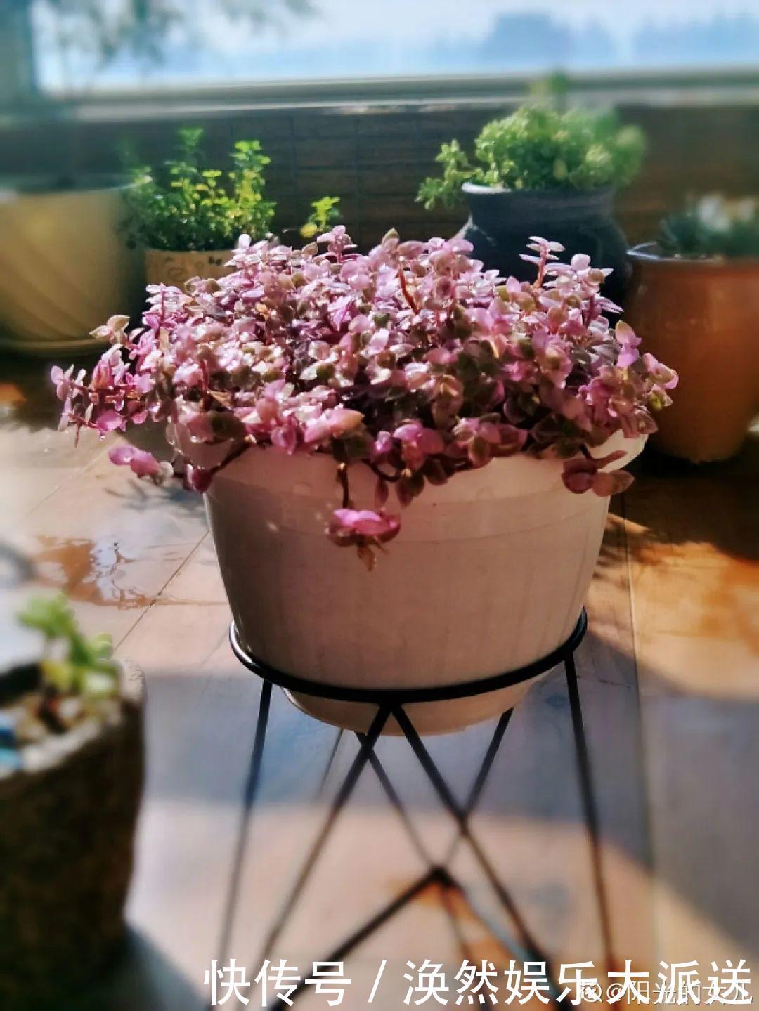 5种花真稀罕,叶子越晒越红彤彤,一盆能开20朵!