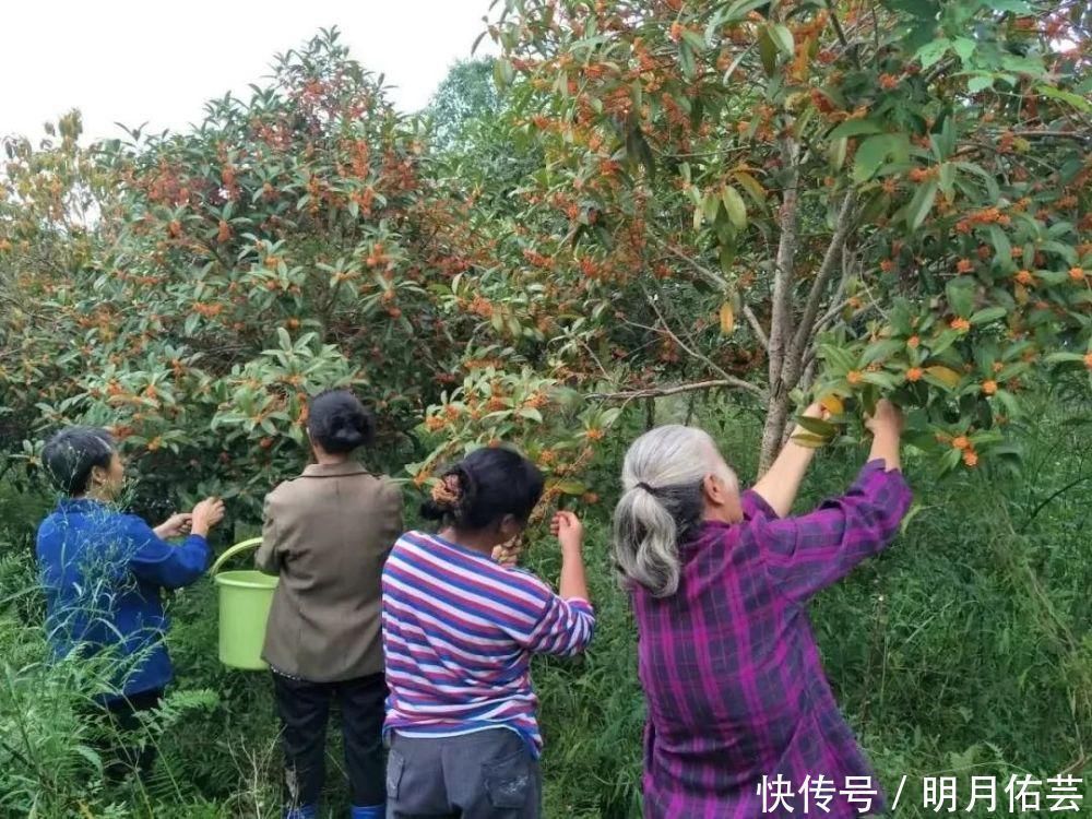 桂树|这种树的花120元1斤,果实却长满树没人要,殊不知价值极高