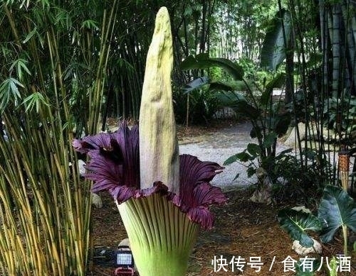 贝母|美丽而奇特,这些花的造型是你极少见到的,有你认识吗?(上)