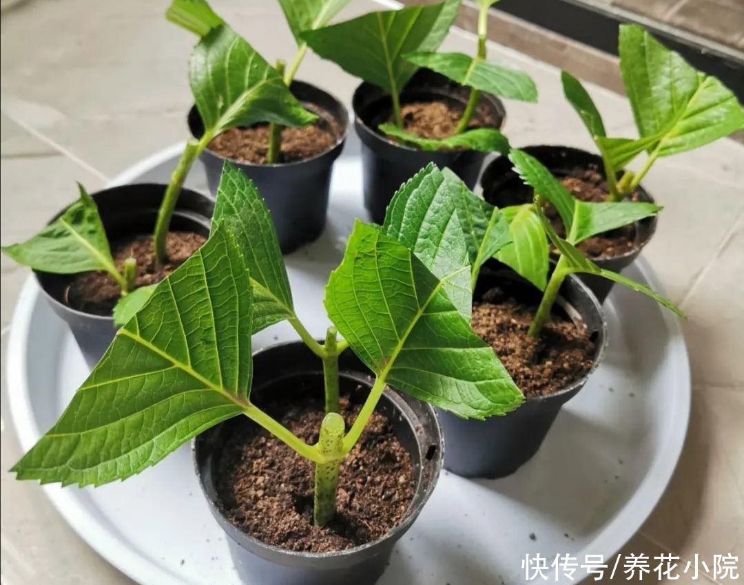 漂亮|5种漂亮的花，天热不影响扦插，半个月就能生根成活
