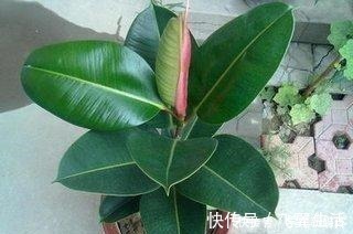 有型|橡皮树有个“贱毛病”！越剪越有型，越剪越好看，赶紧学！