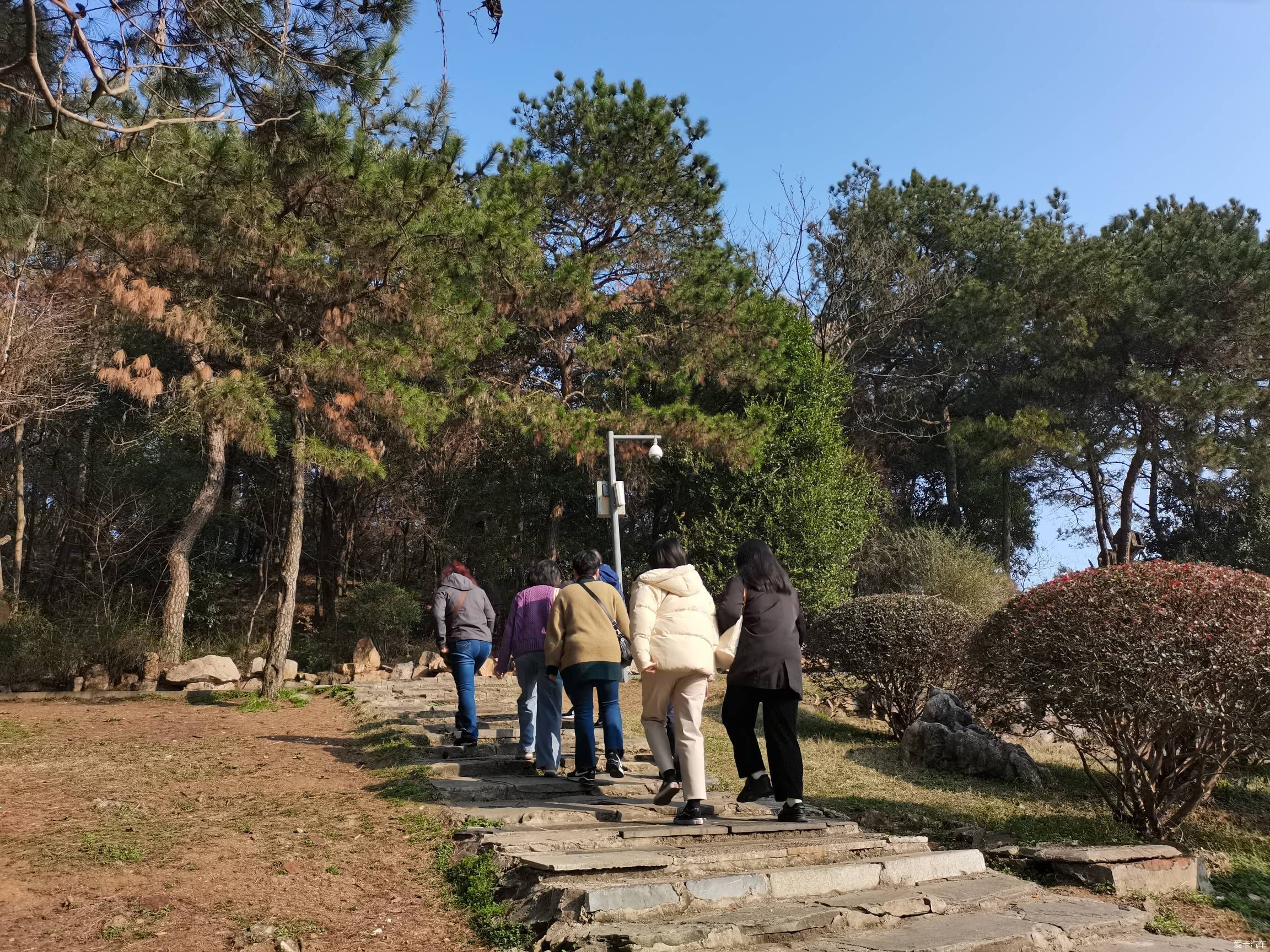 情人节逛森林公园