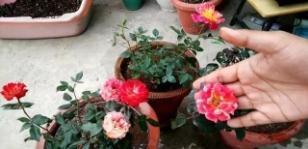 什么蚯蚓粪、柳枝水都不如“万能肥”,啥花都能养,1-2勺就管事