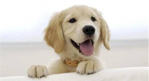 办法|没有狂犬疫苗的古代,遇到被狗咬伤怎么办,看古人办法