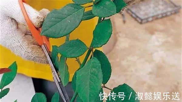 爆盆|适合新手的月季修剪方法,6张图就明白原理,开花爆盆就这么简单