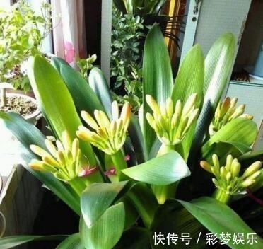 花花草草|捡来1种土块，碾碎泡水，制成万能肥，养花根壮、花多