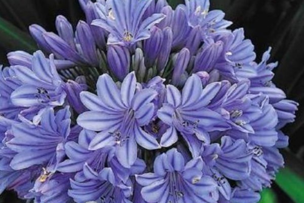 此花是代表了恋爱的花,优美秀丽的花型,是很美的装饰花卉