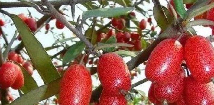 聪明的人最爱吃四种食物,排毒养颜、滋补身体,有益健康