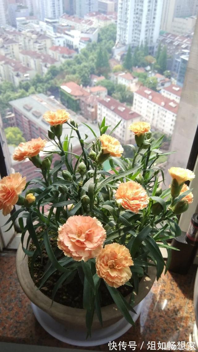 这花爆开50朵,剪几枝送人倍有面子,比买鲜花强多了!
