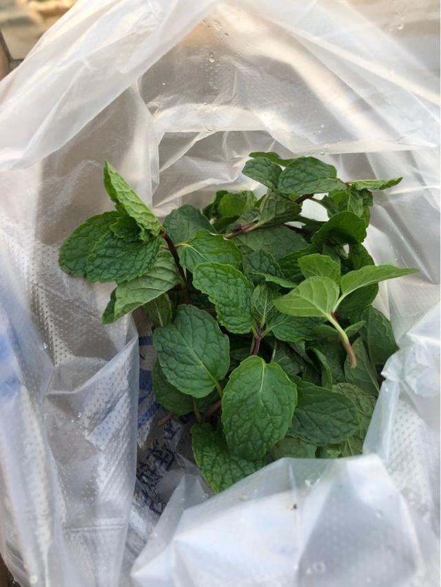 太阳花枝条|只用叶子也能扦插,这花把叶子剁5段,插到土里就能长成5盆花