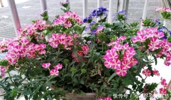 路边看见1种花，扯根枝条带回家，遇水就生根，盆栽特漂亮