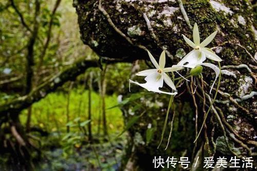 喜马拉雅山发现的价值1500万的兰花?这兰花凭什么这么贵?