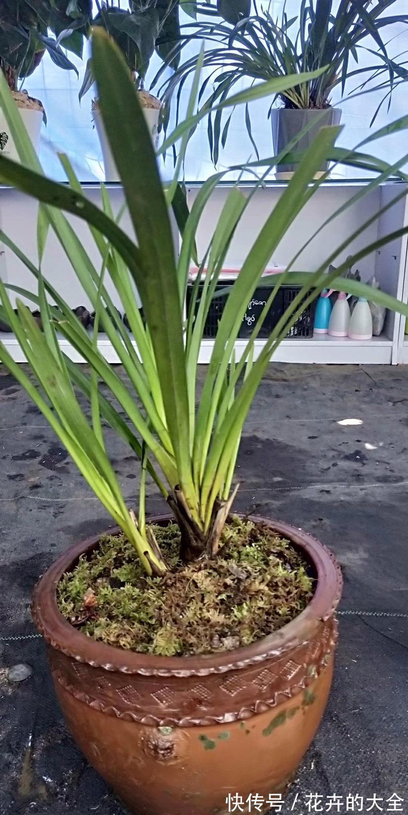 浇水|兰花中的珍品大雪素，花如其名雅致素朴，简单养殖就能爆盆