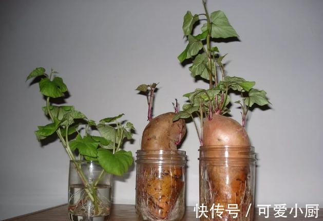 3块钱,让你拥有价值500块钱的盆景,赚大发了