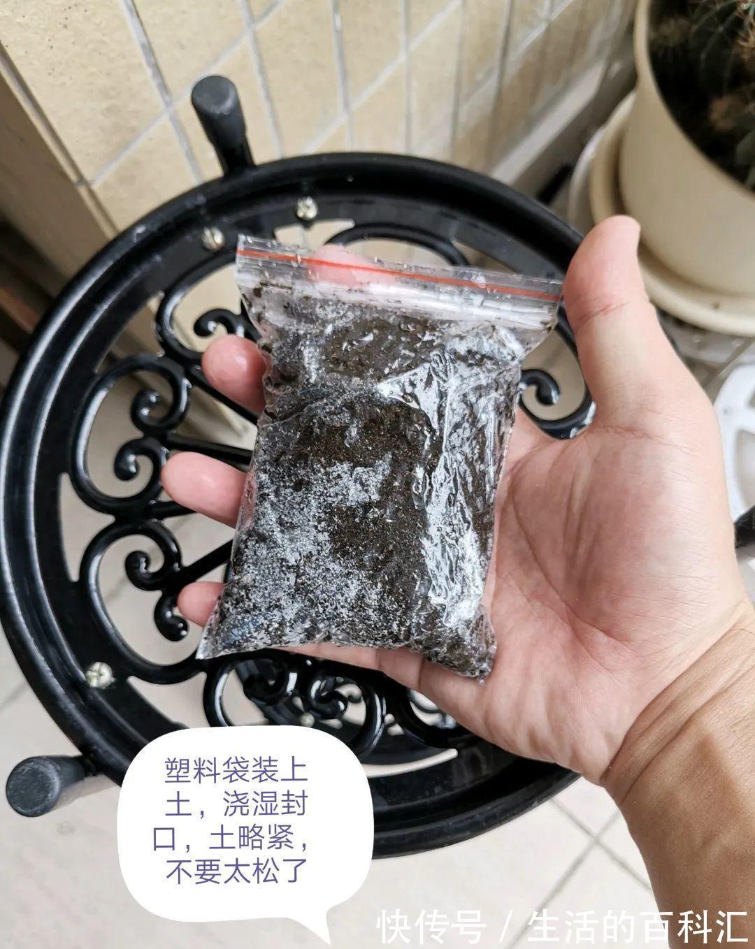 这花不用扦插，枝条套个塑料袋，大白根呼呼冒养花大全昨天