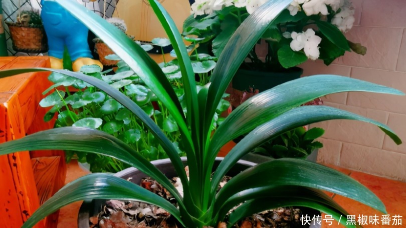 花土|老花匠劝告新人：养花不想出问题就用松针土，用发酵后的它