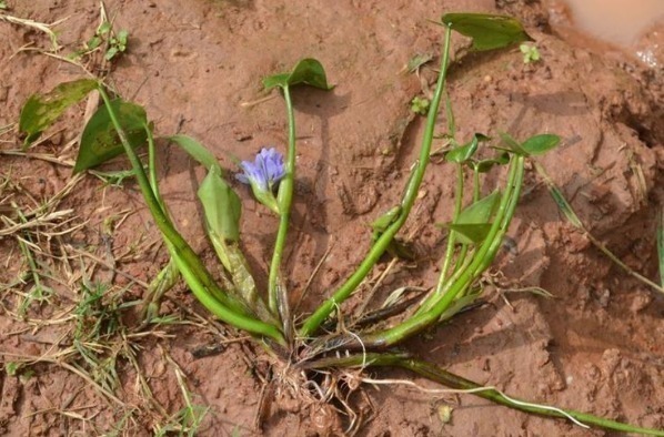 竹叶|水田附近的一种“竹叶”,过去是用来喂猪的,现在称为一道野菜
