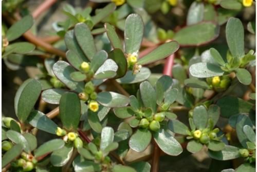 马齿苋|中药里的救命菜——马齿苋