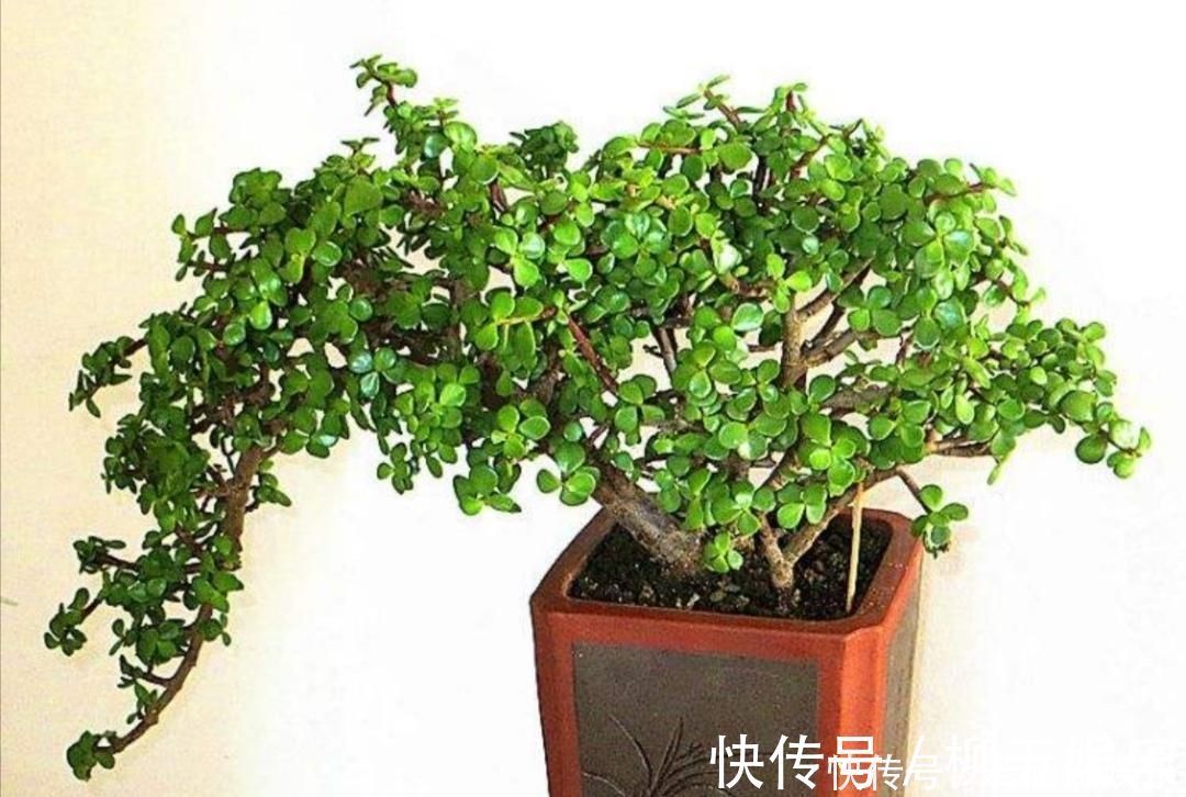 枝条|养金枝玉叶盆景,要舍得修剪枝条,株型才能越来越美观