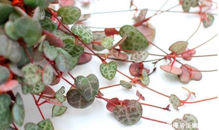 5种花赶快养起来,一年四季成“花海”,大家都抢着买