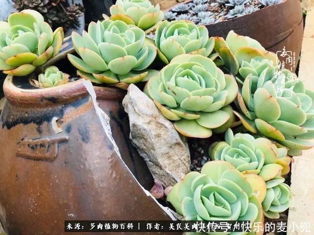 多肉，一位来自神奇大自然的良师益友！
