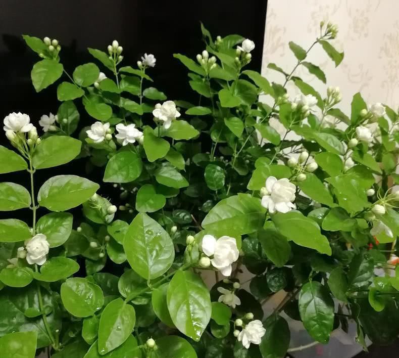 茉莉|6月养茉莉，做好这3点，让茉莉生长有动力，爆花不断