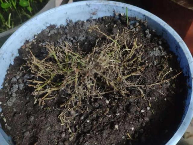 雨水|10种不能淋雨的花，淋完雨就死，盆栽养花注意事项