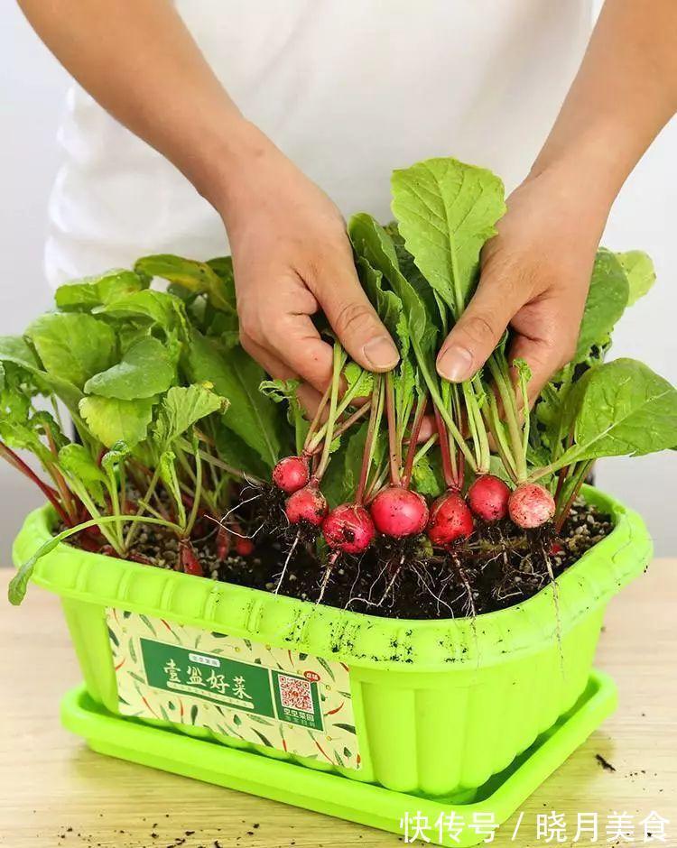 7种“蔬菜”冬天种,0度冻不死,吃一茬冒一茬,连续吃半年