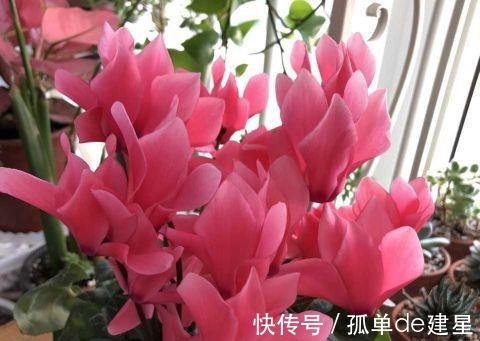 长势|这3种花别喷水,很容易烂叶,管住手长势好!