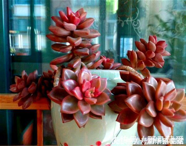 名字很美的多肉,一听名字就知道颜值高,好看又好养才是关键