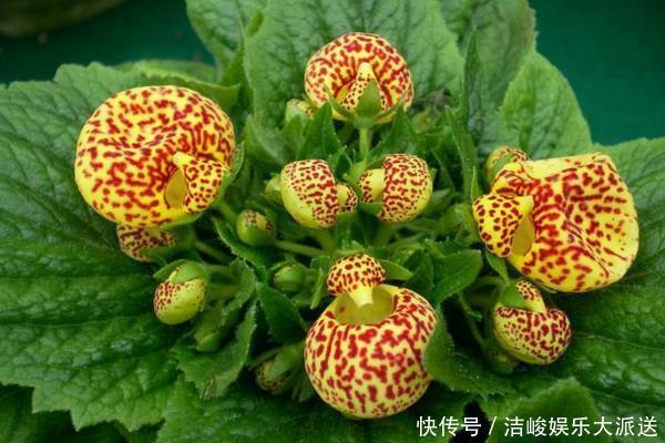 荷包花|此花是象征了富贵的花,就像是钱袋子一样,是财源滚滚的花