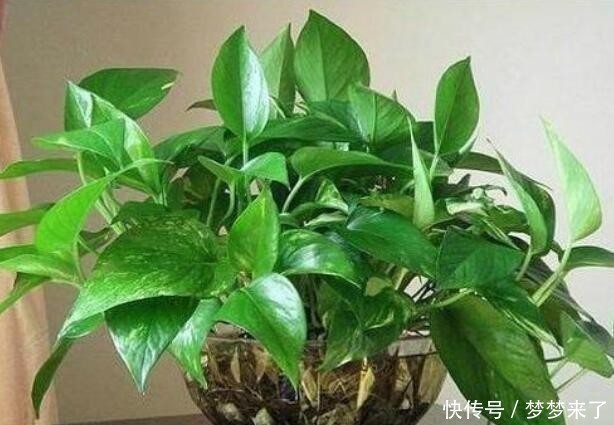 室内没有光照,养4种耐阴花卉,绿叶满盆不在话下