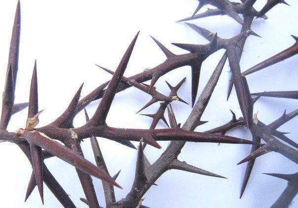  植物|老中医：一种植物在农村随处可见，殊不知用来治病有奇效，了解下