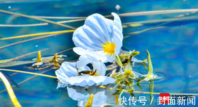 摩梭人|泸沽湖的波叶海菜真不是菜！吃“国保”野生植物犯法