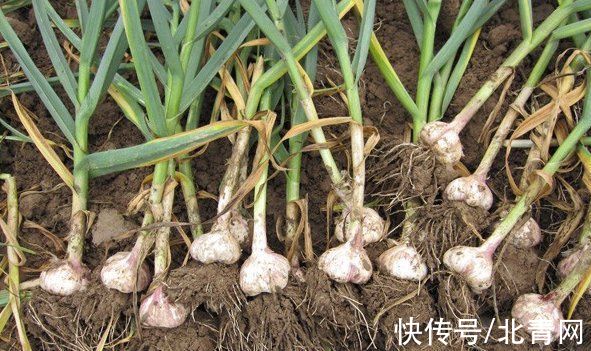 家家都有这味食材 不仅可入菜也可入药