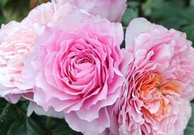  玫瑰|喜欢养护牡丹，就养“珍稀玫瑰”翠鸟玫瑰，色彩鲜明，香味迷人