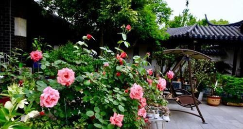  月季花|月季花剪几刀，一茬一茬开花，开的花都停不下来！