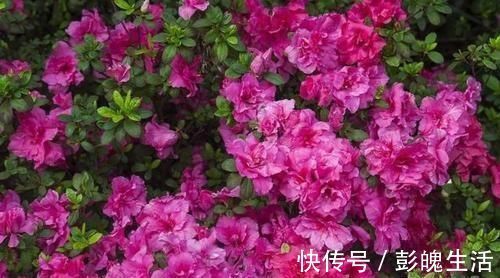 松针土|什么松针土、腐叶土都不如这种土，土壤疏松又肥沃，养啥都爆盆