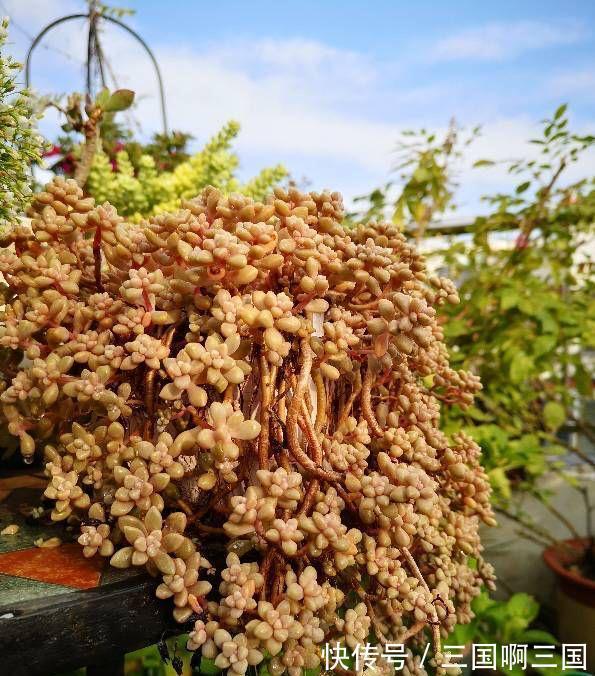 姬秋丽怎么养？不要宠、多露养，轻松养出繁茂完美的状态