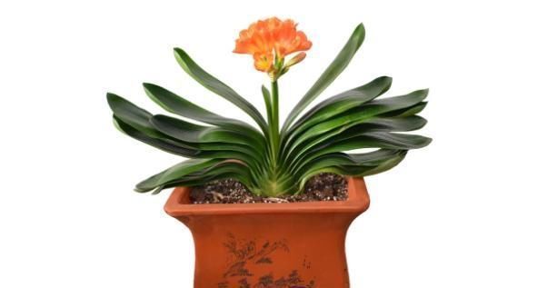 自来水|君子兰不开花还总是烂根教你一招,君子兰从此长不停