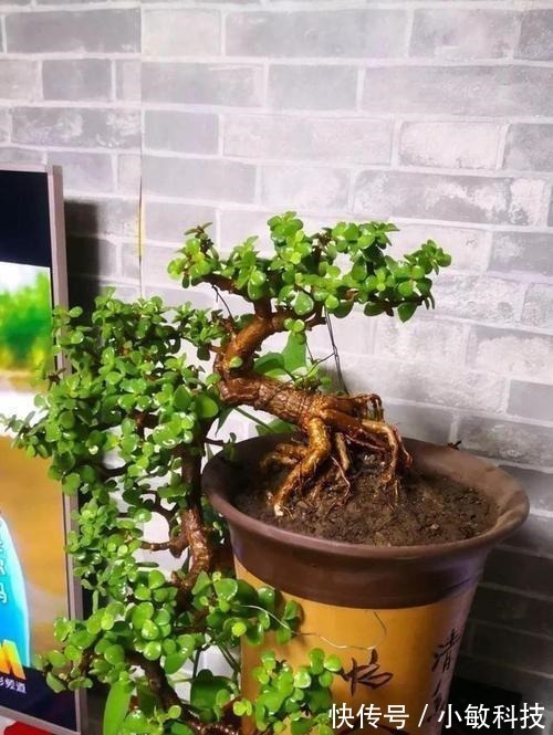 金枝玉叶|养金枝玉叶盆景,满足3个要点,长成传家宝,最后一点很关键