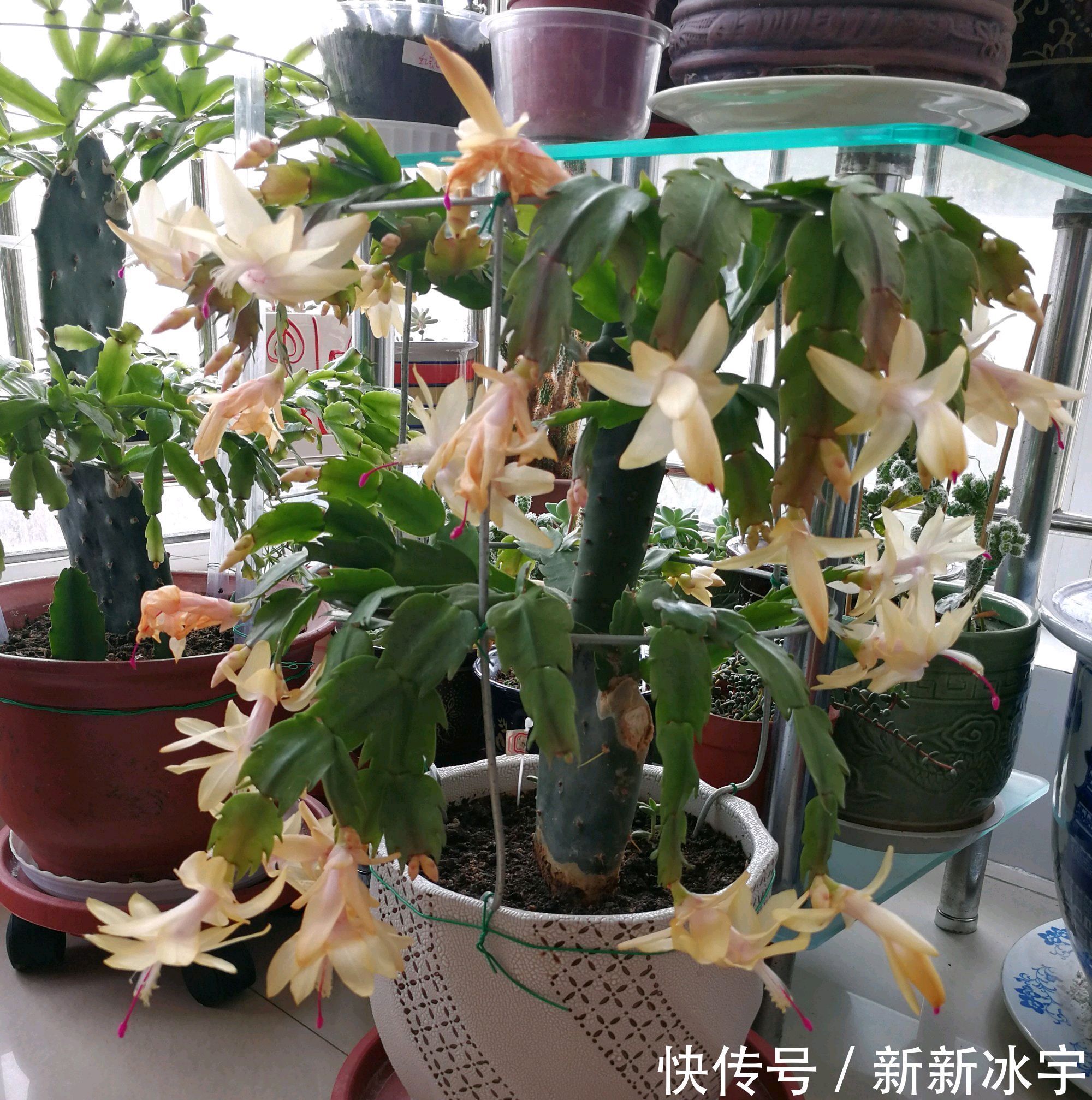 仙人掌嫁接蟹爪兰,做不到4点,徒劳无功,嫁接一盆坏一盆