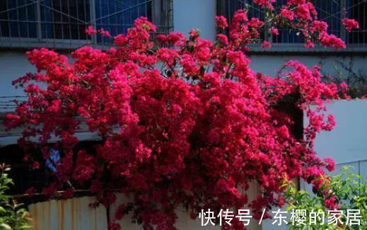 三角梅|夏天“富养”的4种花,越热越要补“大肥”,才能开花一茬接一茬