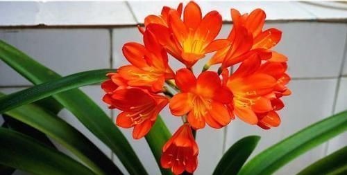 君子兰有个“酒肚子”，30天灌一次，叶子宽又绿，开花碗口大