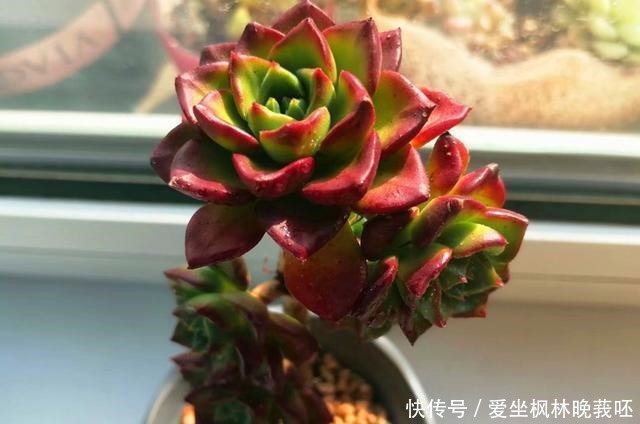 事实证明，隔着玻璃窗也可以养好多肉，但摆放位置要特别注意！