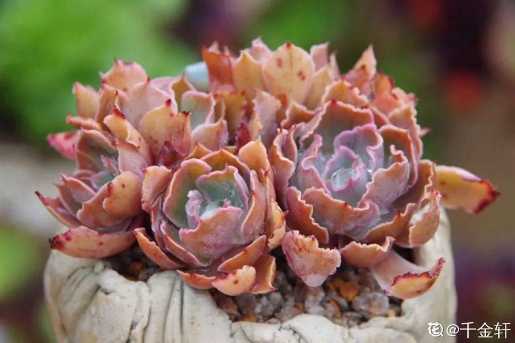 多肉这个小妖精，养好了太精致，种在花盆里都能勾引人